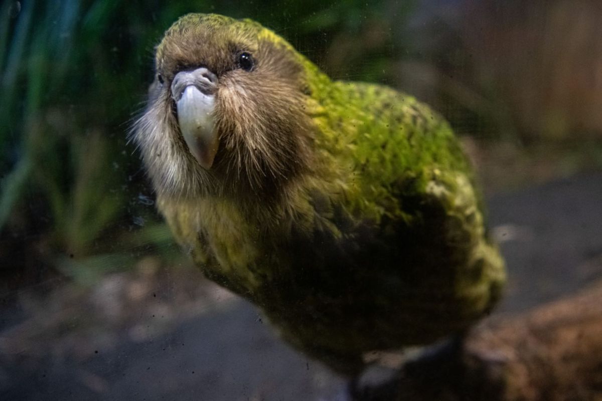 Kakapo bird, Adorable flightless parrots