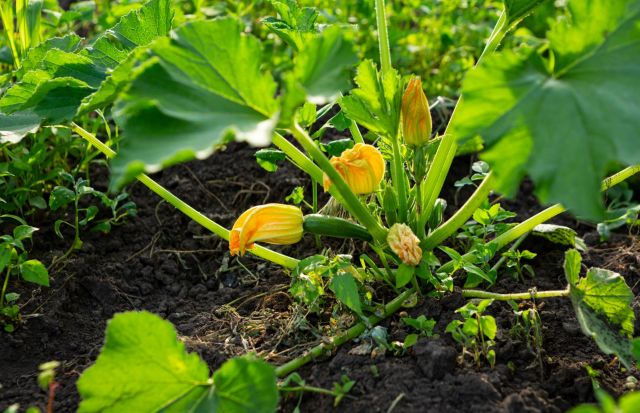 Squash bug kill young squash plants