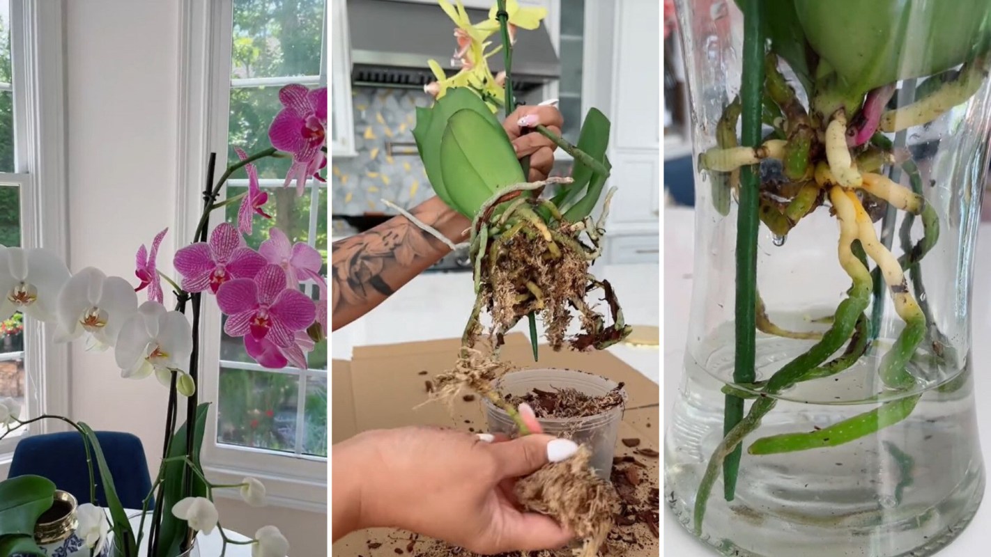 gardener showed a tip for growing orchids in water