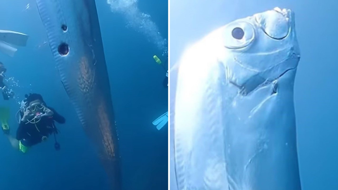 6-foot-long mysterious oarfish