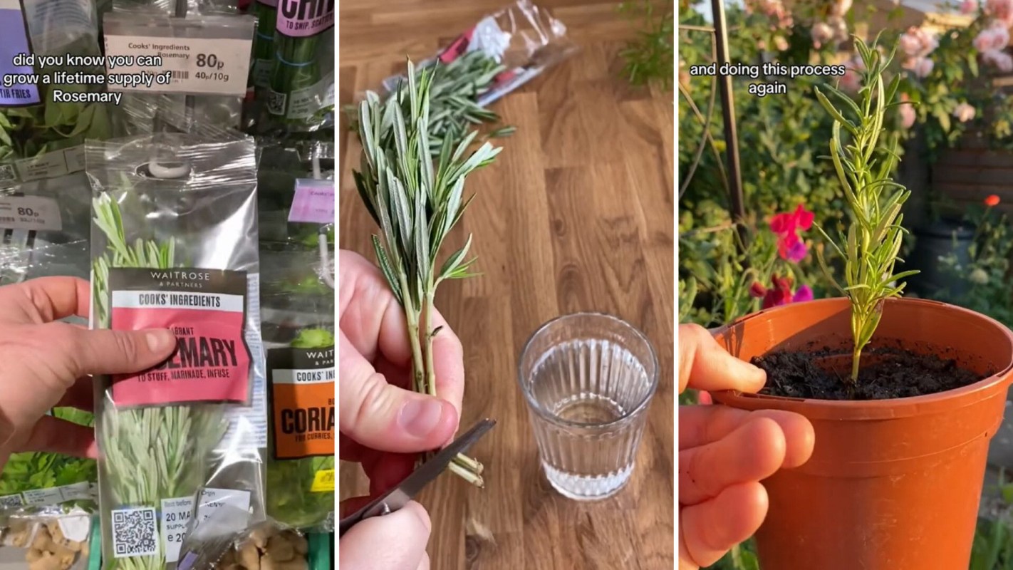 Rosemary hack for getting a near-infinite supply of herbs