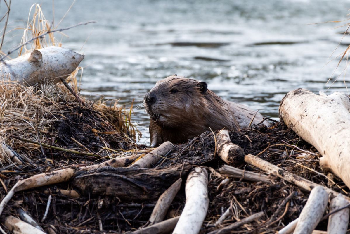 An underground network of wildlife lovers are illegally 'beaver bombing' local rivers