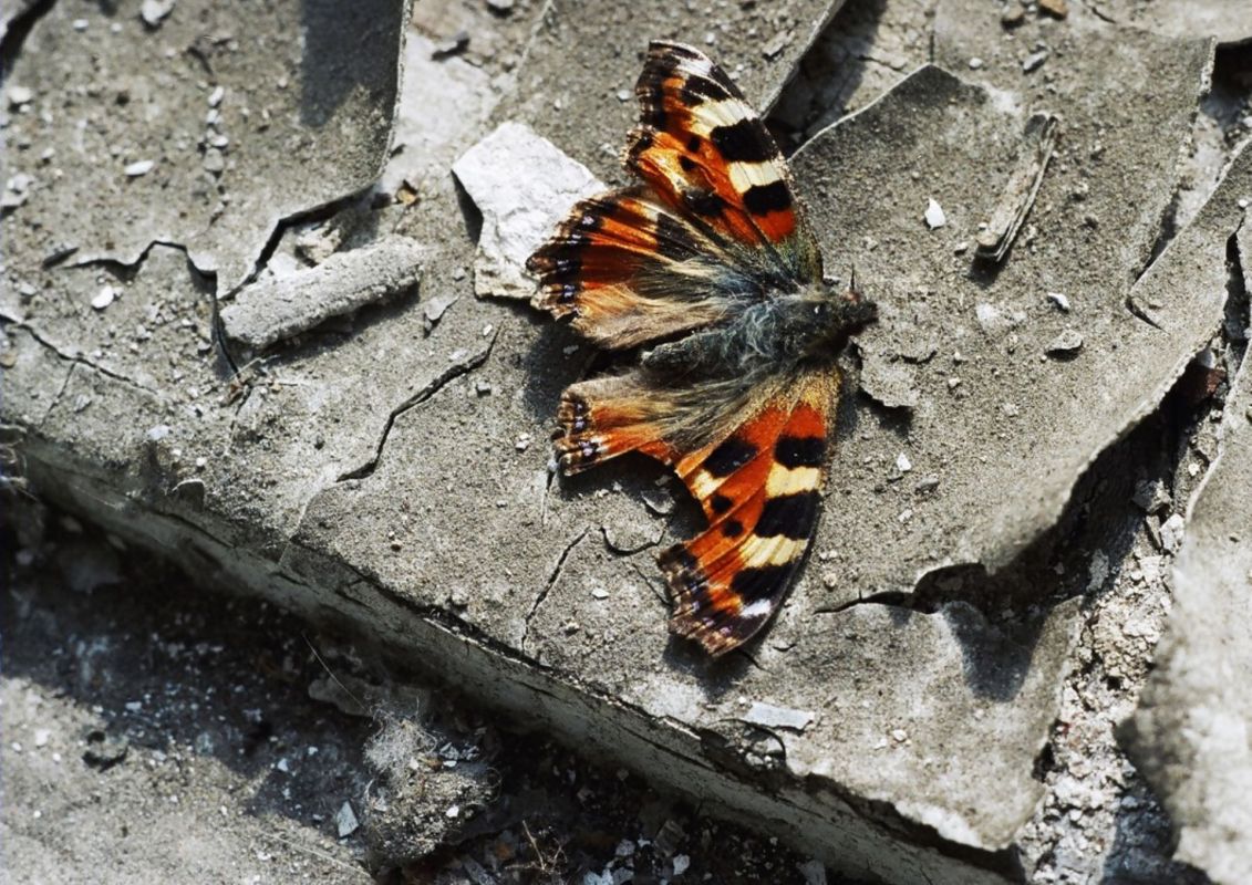 Dead butterflies in yards