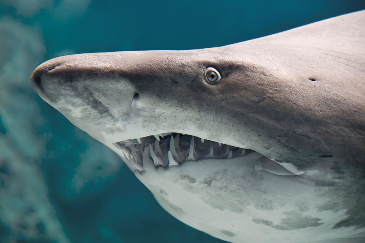 Cocaine sharks may be feasting on drugs dumped off the Florida coast