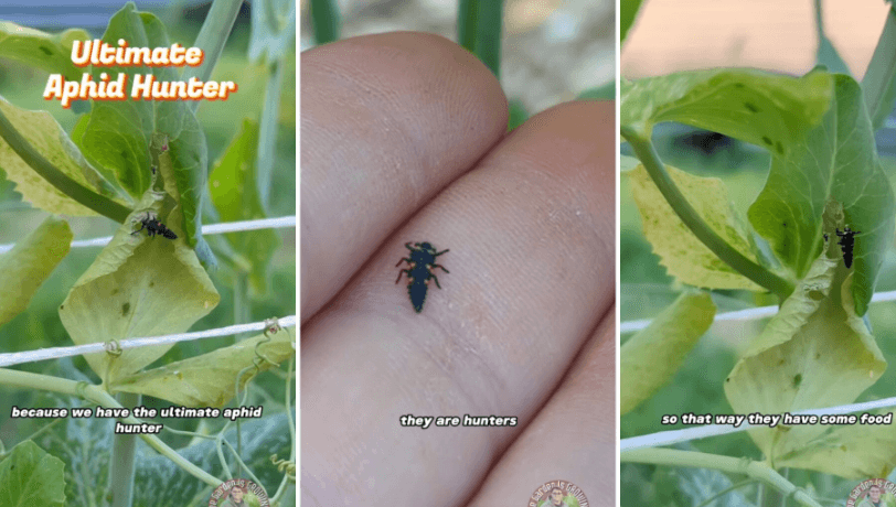 Gardener shares simple solution to eliminate the pesky aphids destroying plants