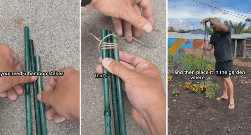 Homemade trellis 'fantastic' hack for growing healthy plants with just 2 low-cost items