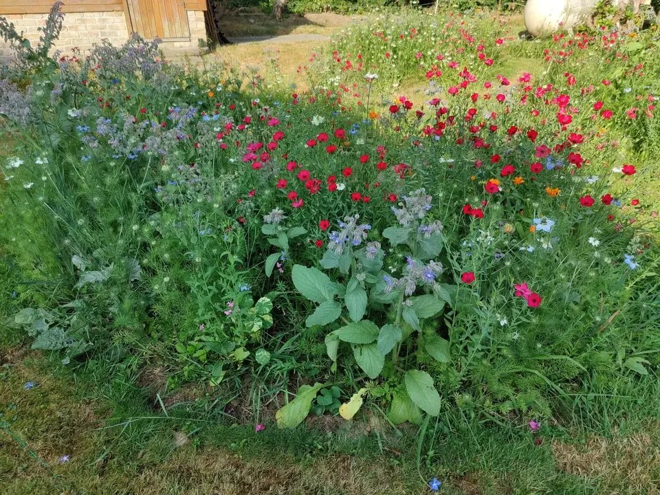 Lawn into wild flower