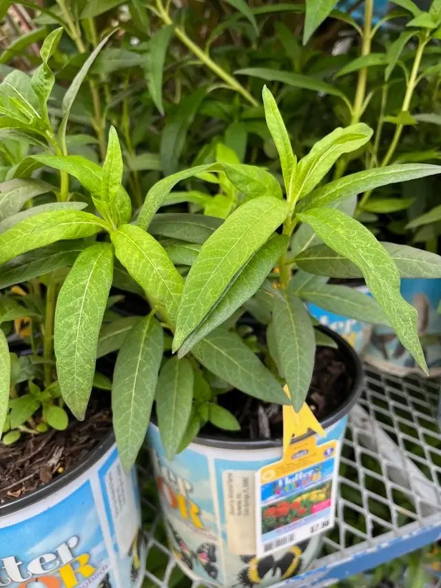 Lowe’s plants in its nursery
