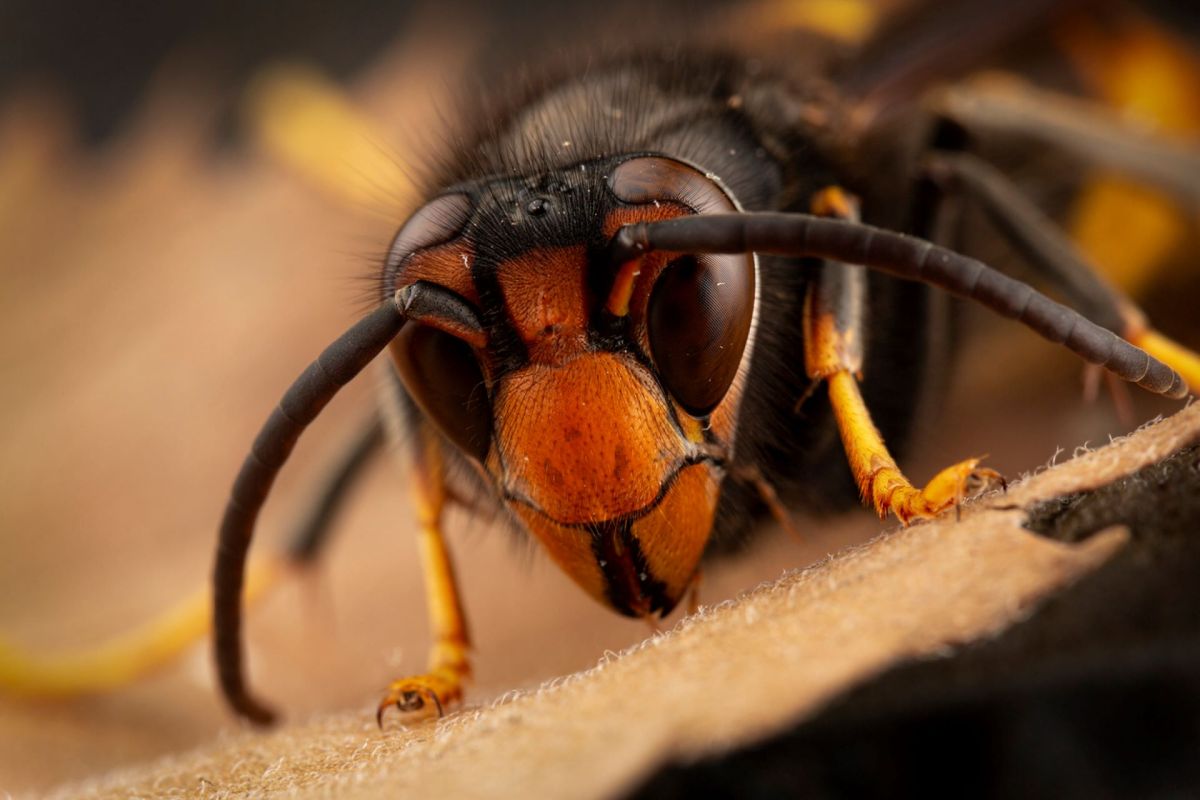 Yellow-legged hornet, Stinging insects in the world