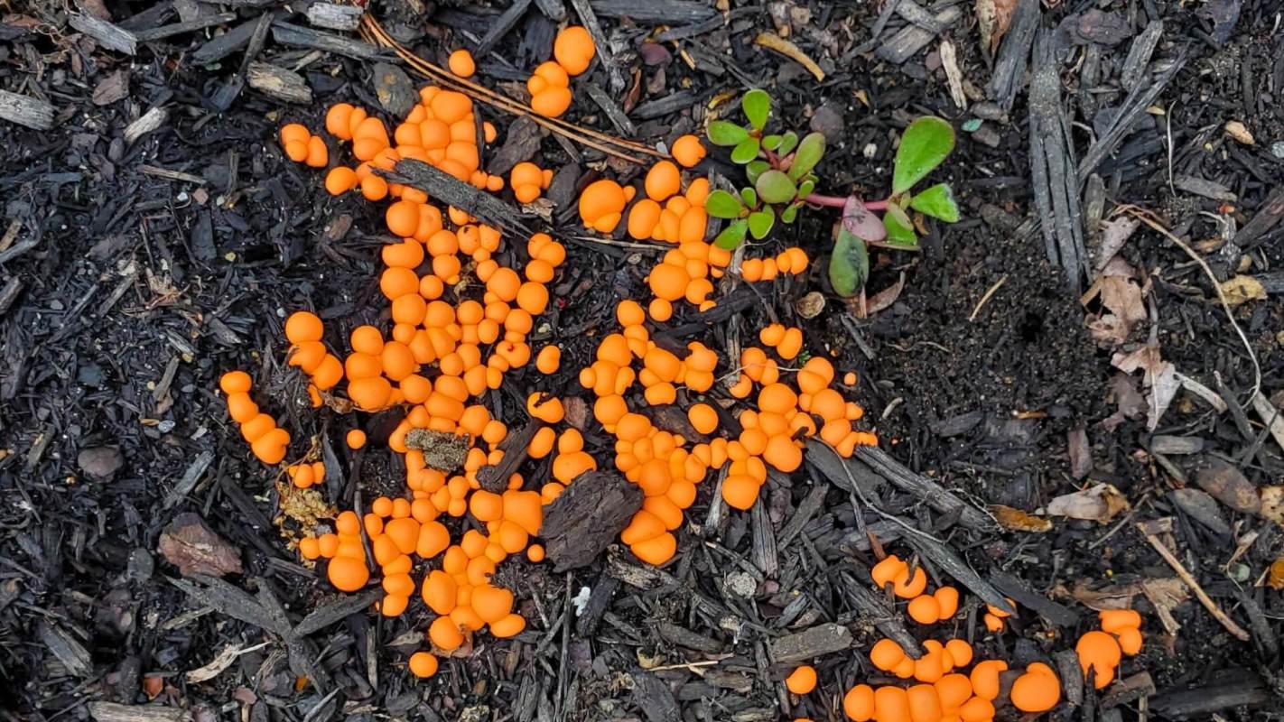 Strange cheese-puff' like overnight growth in their garden, slime mold