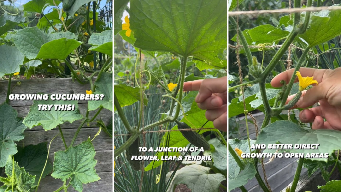 Tip for growing cucumbers at home