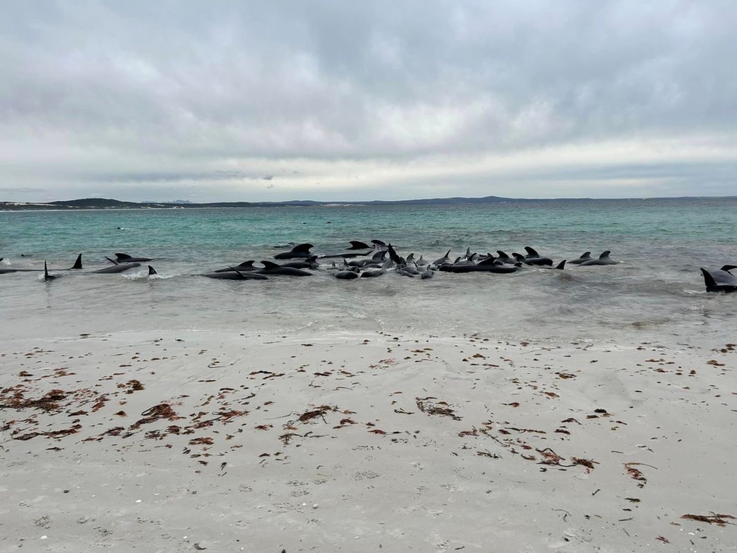 Beached pilot whales, Dozens of whales wash ashore