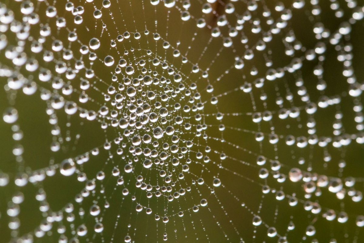 Scientists take inspiration from spiders with new, ultra-strong ‘smart ...