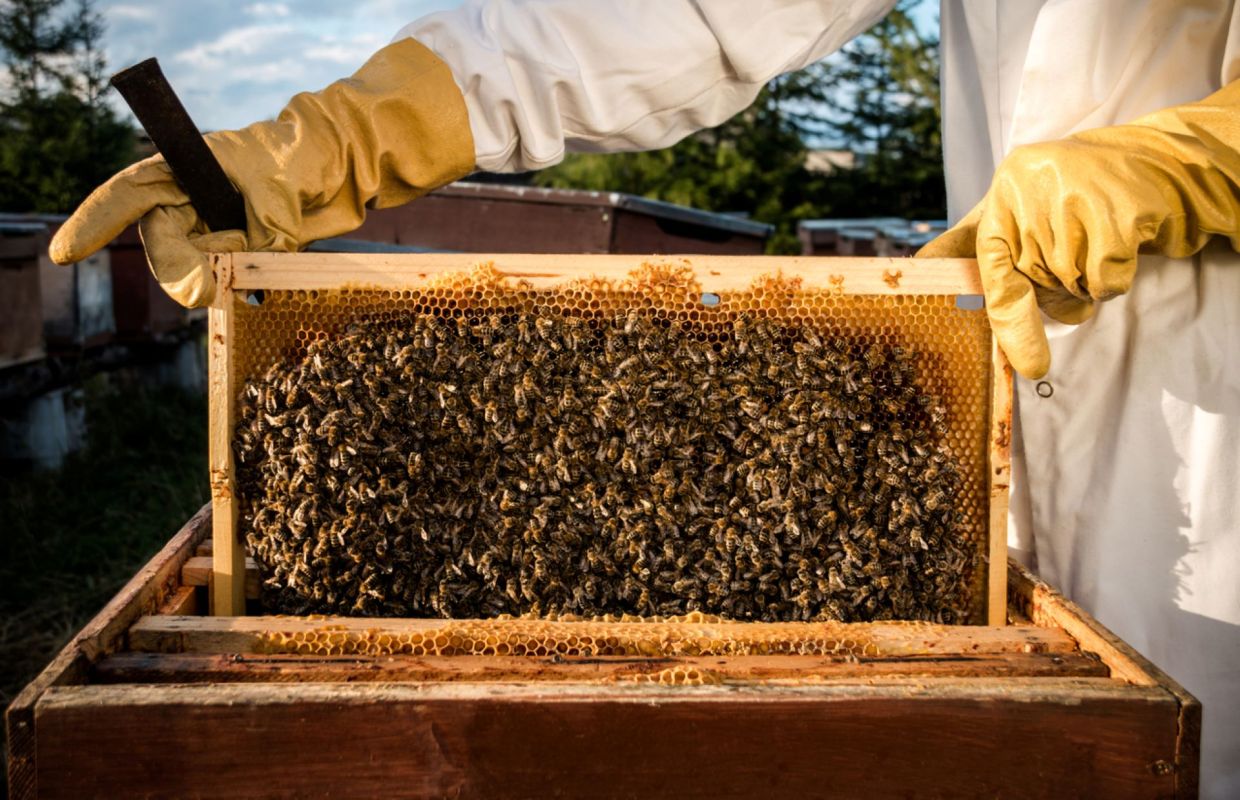 Young beekeeper uses his honey farm to preserve local forests