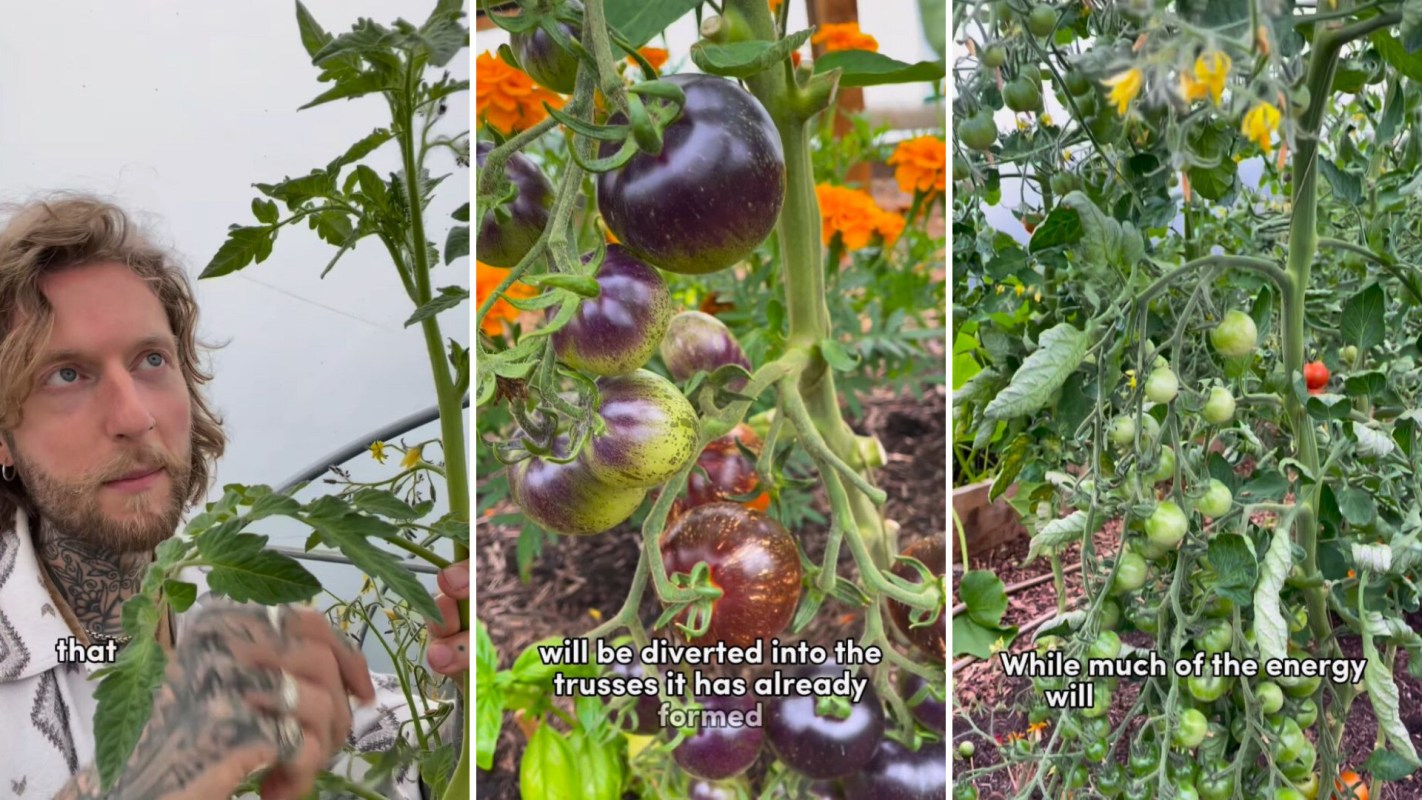 Hack for maximizing your tomato harvest as fall weather approaches, topping tomato plants