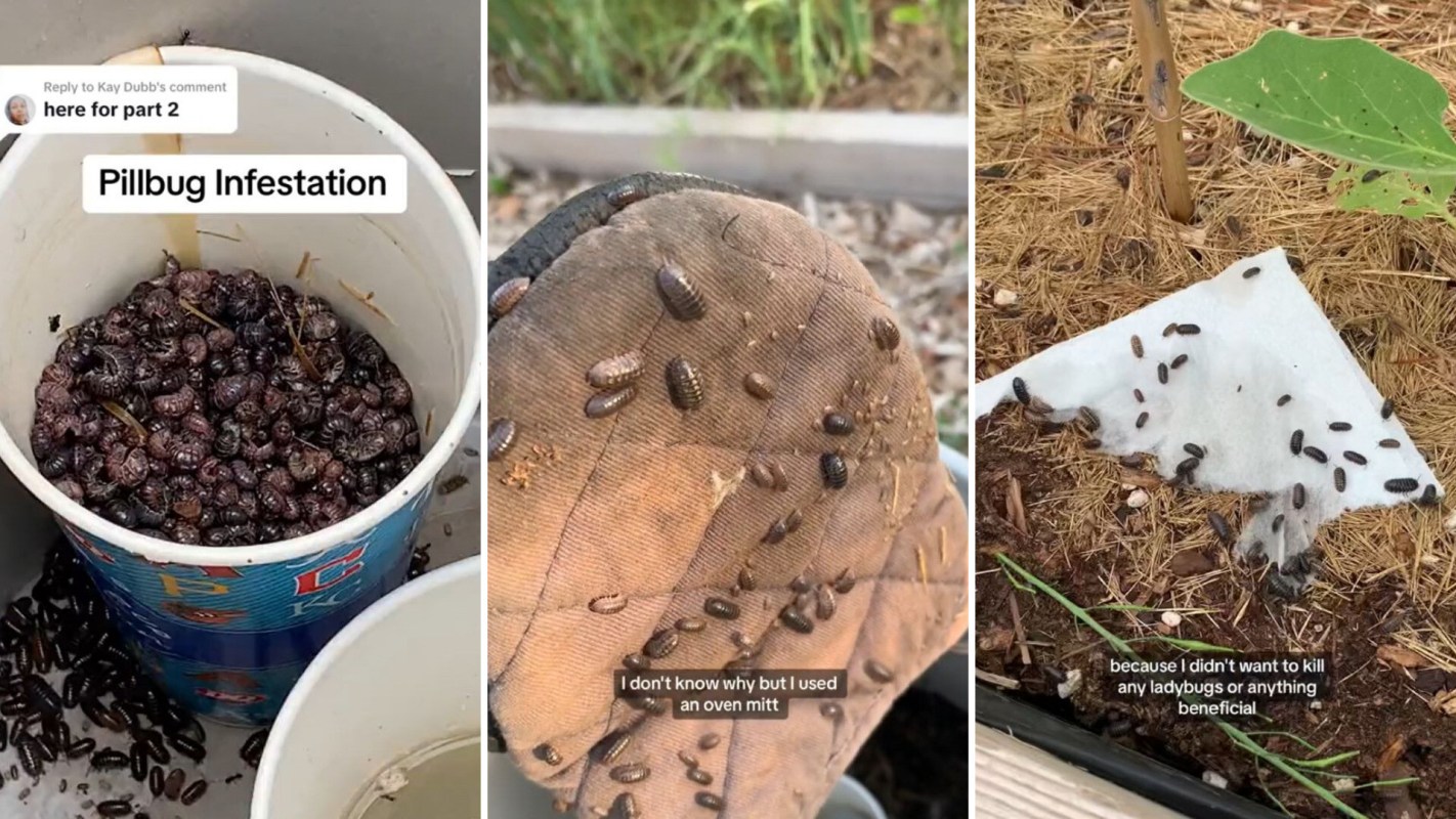 Trick to keep pill bugs 'rollie-pollies' out of your yard