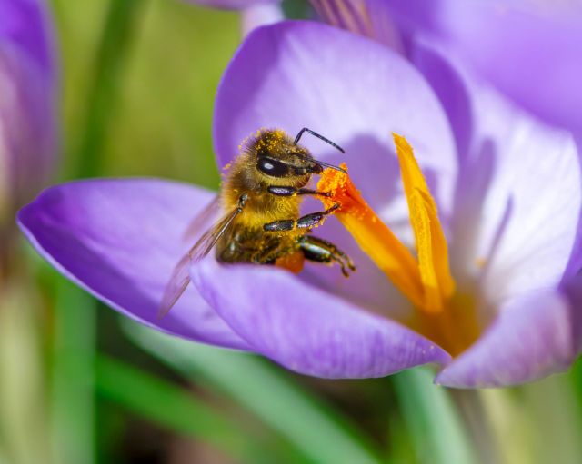 Mini-garden use to attract pollinators
