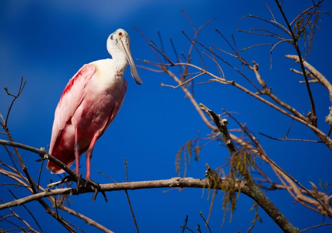 Roseate spoonbill, Spotting a rare bird in their state for the first time