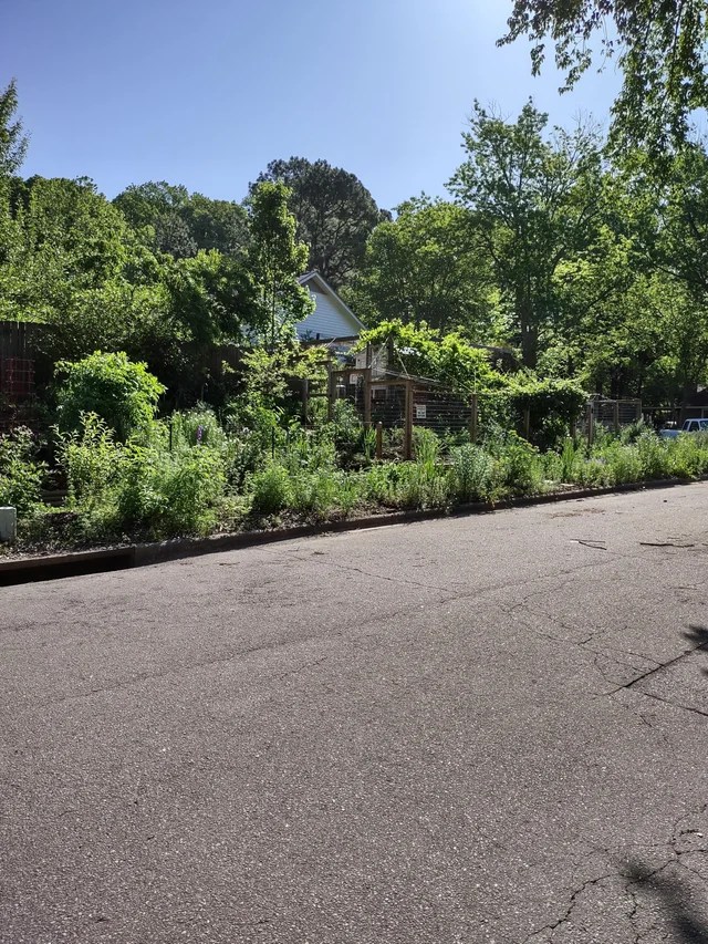 Native plants