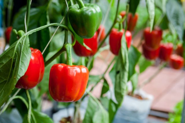 Bell pepper plants, Foolish planting mistake