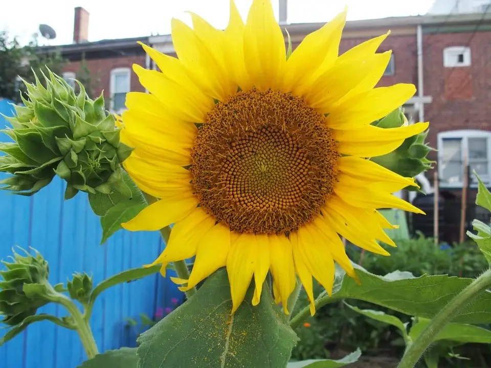 Pollinator garden