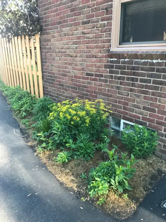 Native plants yard transformation
