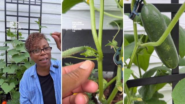 Easy way to grow cucumbers efficiently