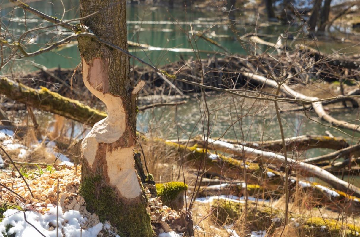 New NASA imagery reveals startling behavior among group of ‘banished’ beavers