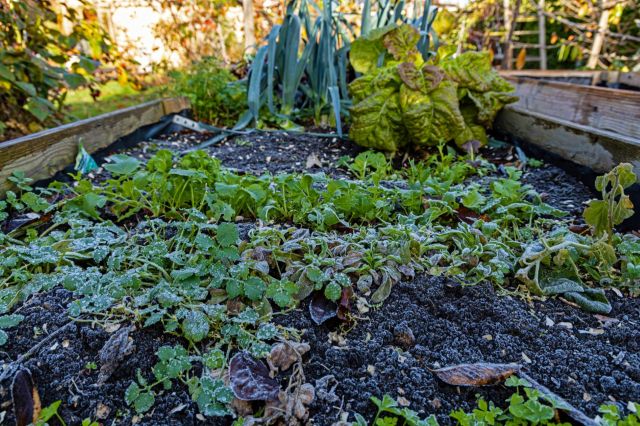 Neighbor from hell, Neighbor poisoning their plants in broad daylight