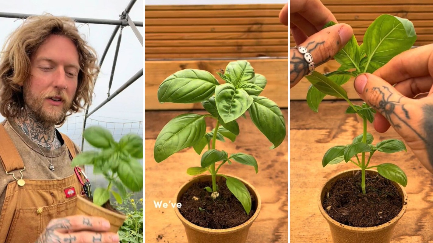 One TikToker shares his trick for growing tons of basil