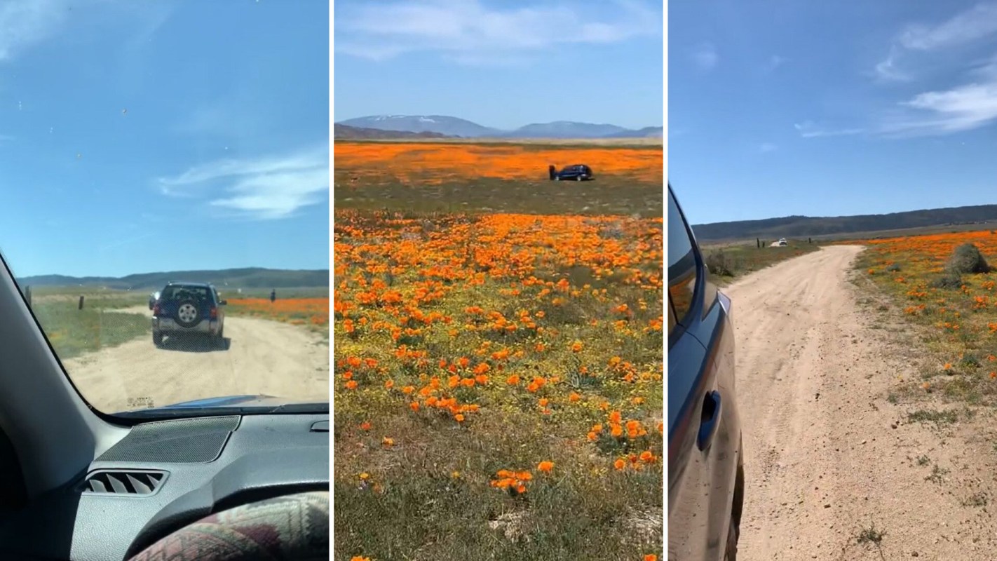 Video of careless tourist plowing through field of flowers