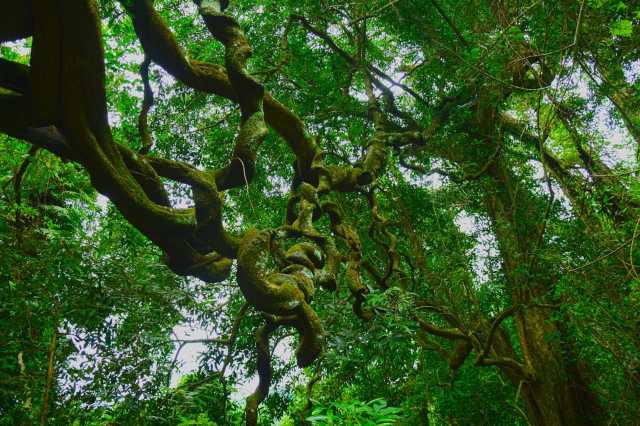 "There could be massive leaf death, possible tree mortality, and species turnover across all tropical forests."