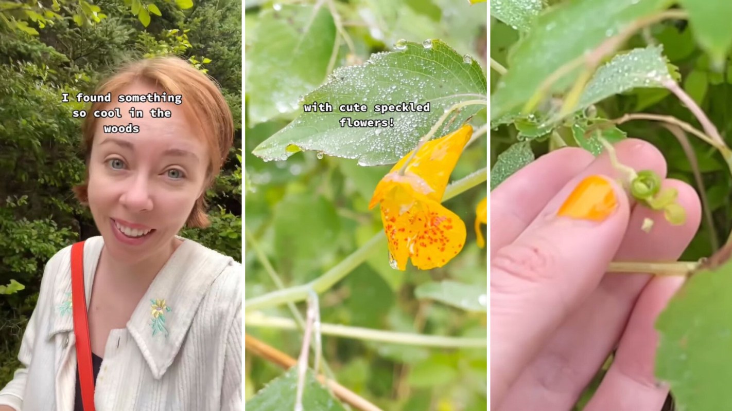 Jewelweed, Mysterious ‘exploding’ plant discovered in the woods
