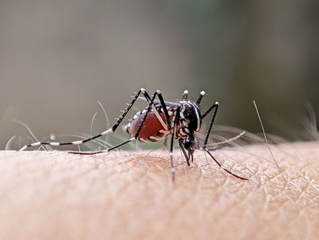 West Nile Virus spread might be 'inevitable' thanks to an upsetting factor