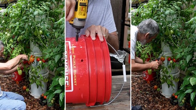 Money-saving hack for building vertical gardening