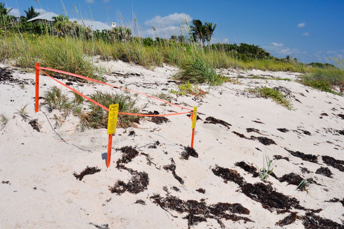 Keeping track of sea turtle nests on Florida coast