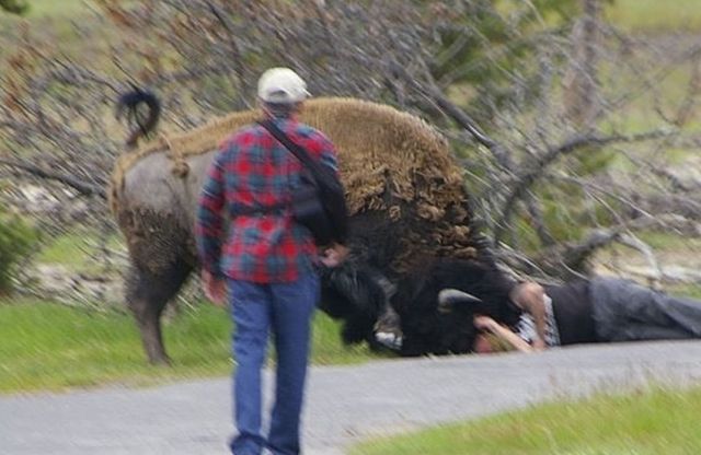 Yellowstone tourist suffers consequences after getting too close to bison
