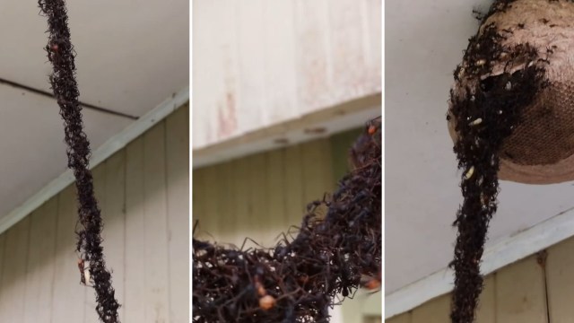Ants building a living ‘bridge’ to invade a wasps’s nest