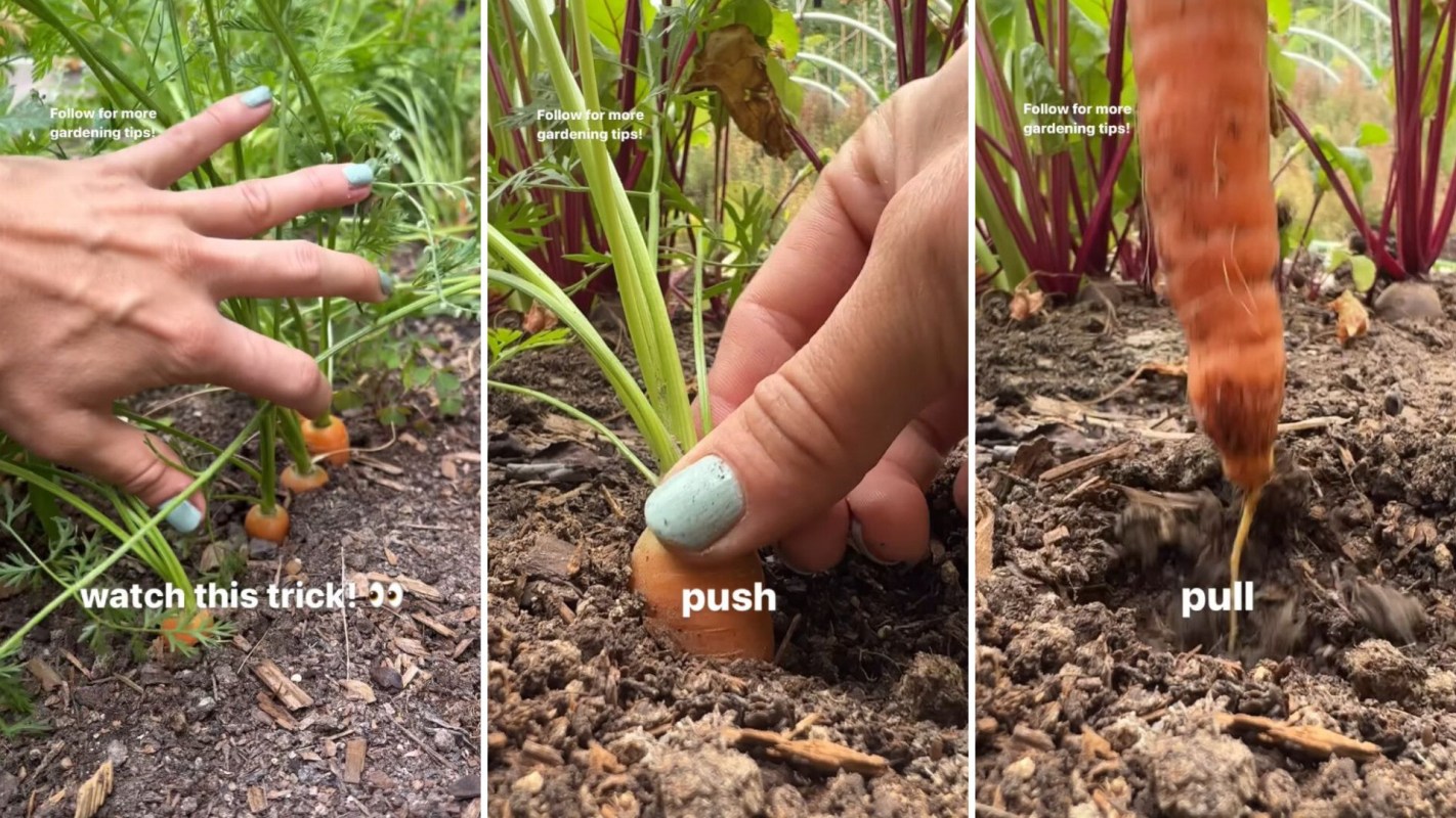 Tip for harvesting carrots from yard