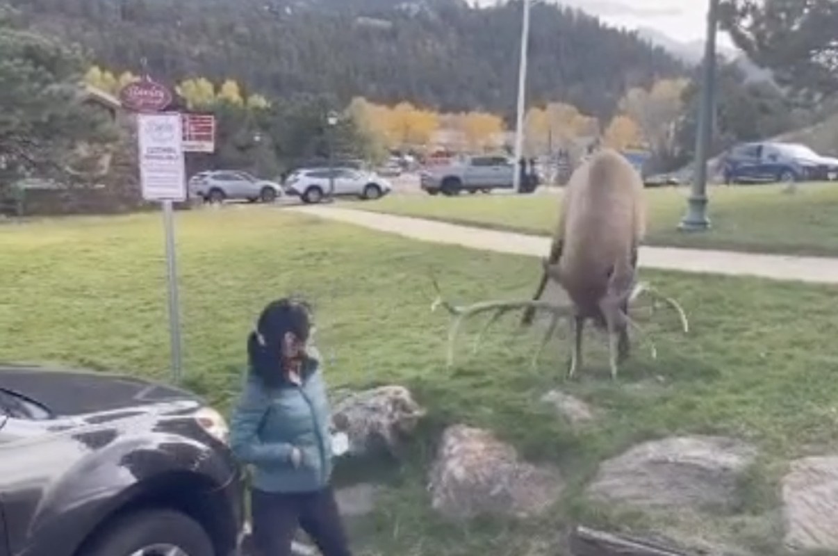 Elk and tourist at Estes Park in Colorado