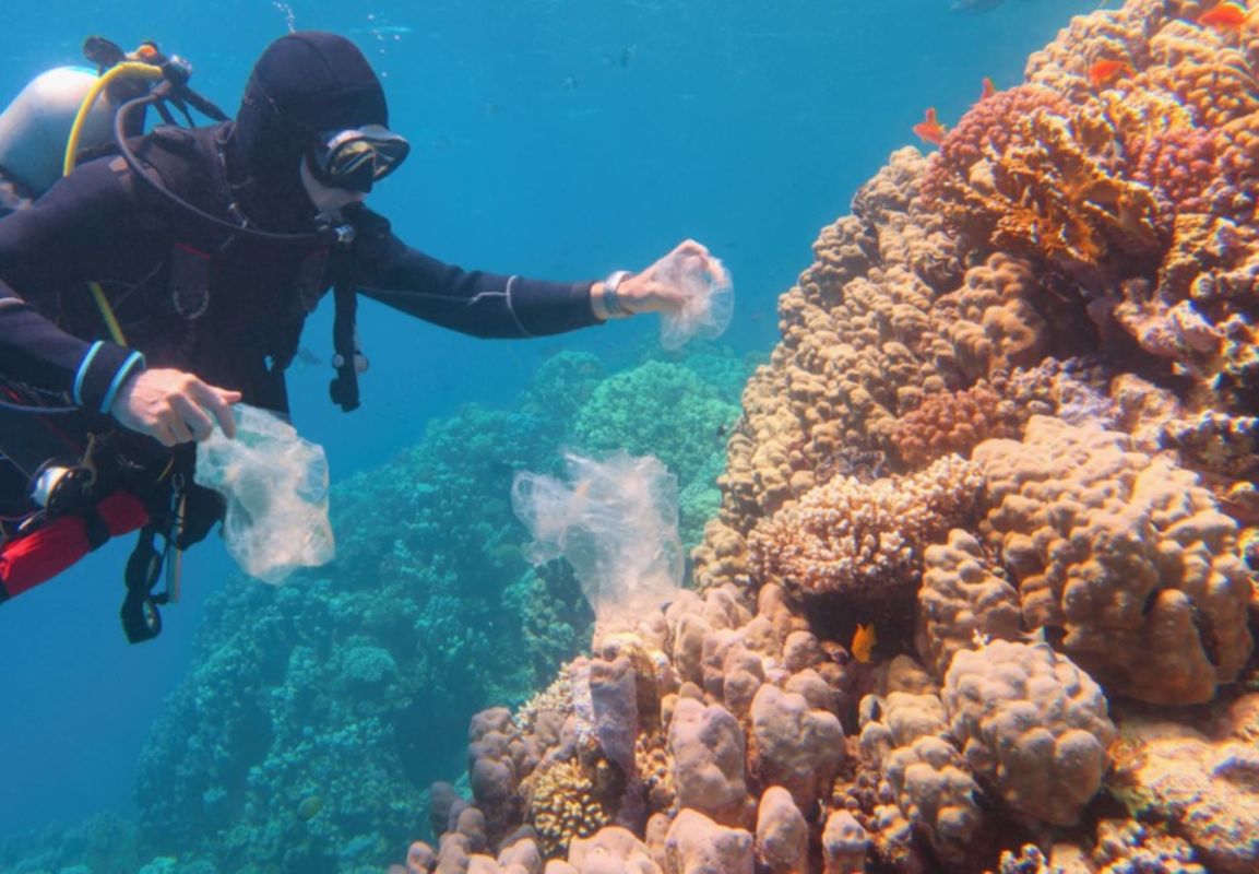The Mote Marine Laboratory working to restoring Floridian coral reefs.