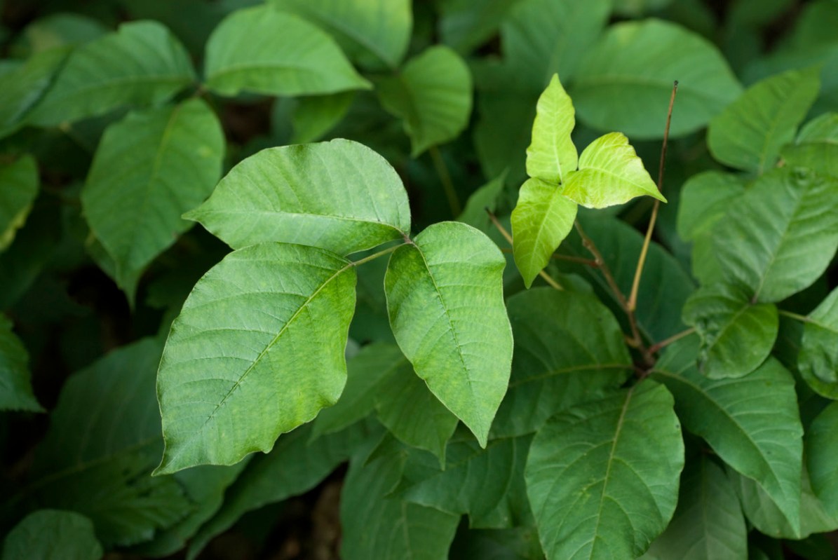 Poison ivy is a noxious weed