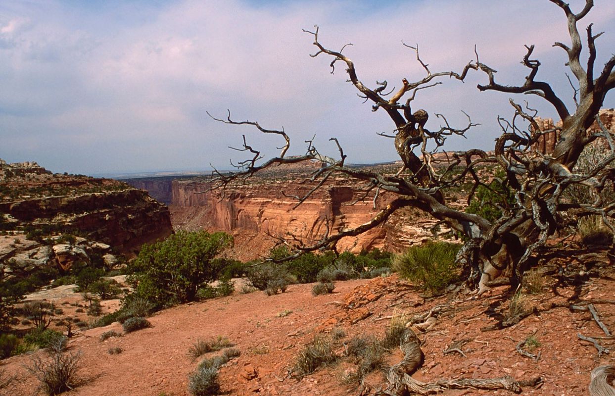 Tourist disrespecting the landscape in Canyonlands National Park
