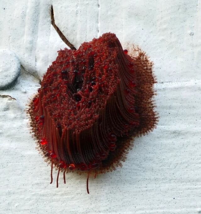 Slime mold