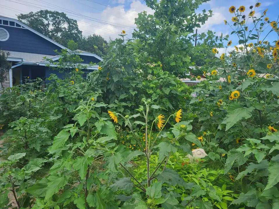 Rewilded yard with native plants