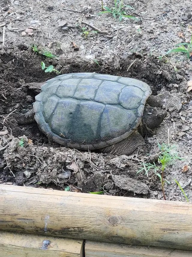 Snapping turtle in the dirt