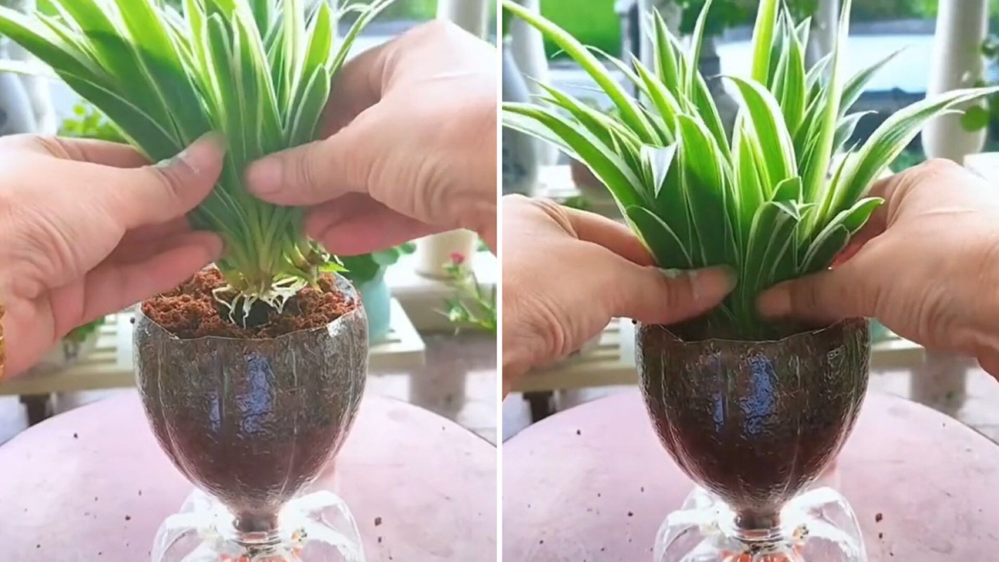 Plastic bottle into a vase for plants