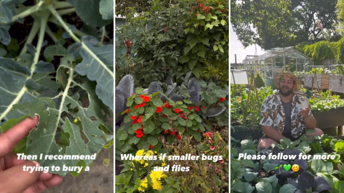Natural method to keep pests from eating your plants
