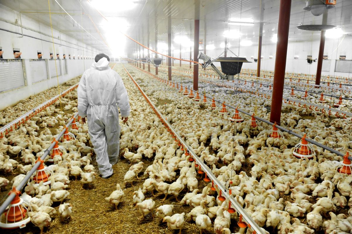Civil rights complaint over unchecked poultry farms