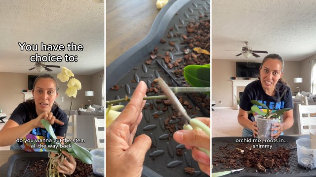 Orchids, Genius tip for keeping difficult flowers healthy